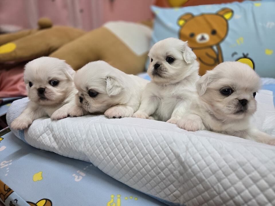 屏東犬舍推薦 南部合法狗舍 優質專業繁殖幼犬買賣