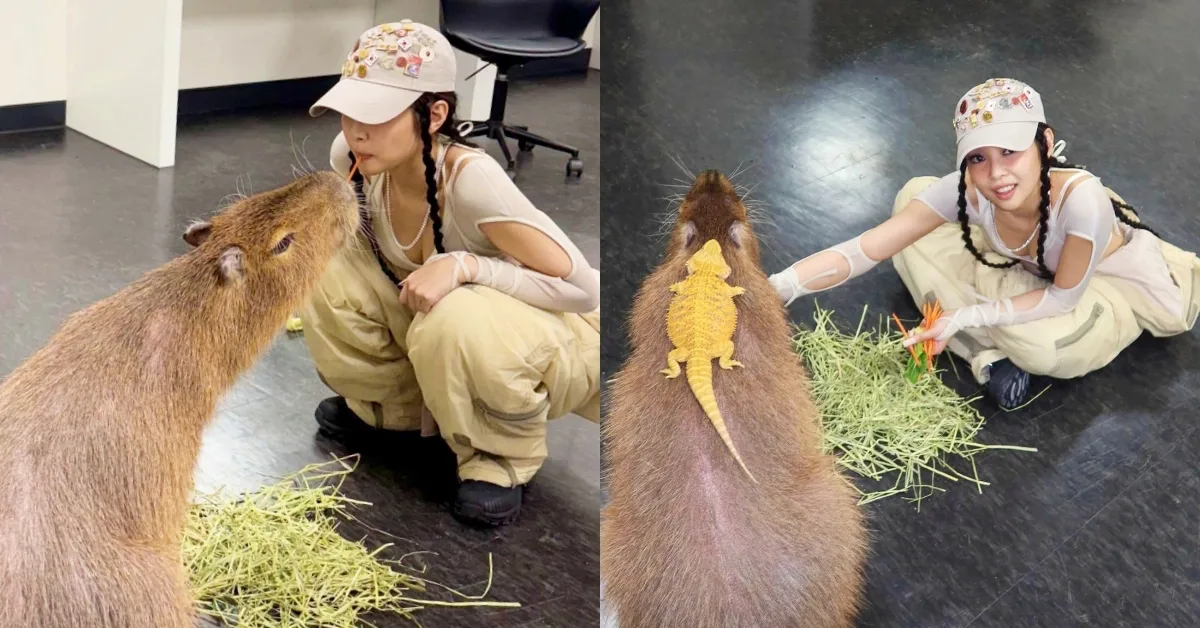 Blackpink Jennie 都瘋迷 北中南水豚熱點大盤點 星夢森林劇場成亮點