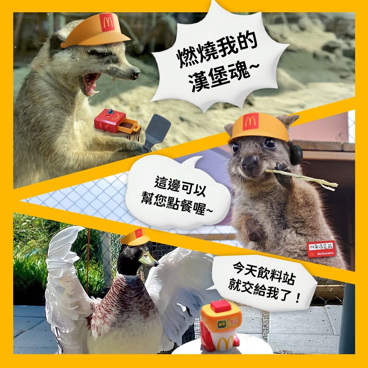 星夢森林劇場攜手麥當勞 快樂送動物夥伴登場