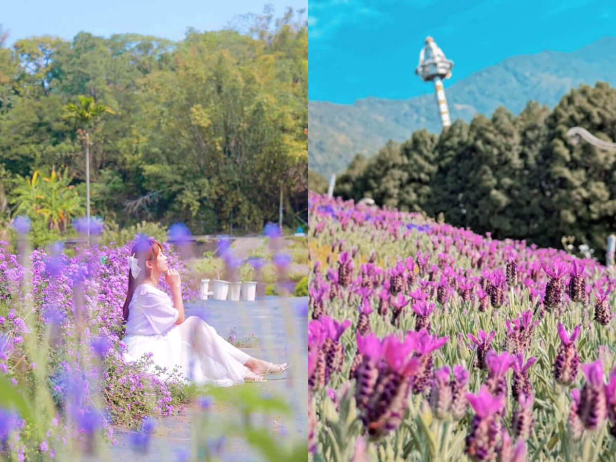 全台薰衣草景點｜來場浪漫約會吧！嚴選2025薰衣草花田推薦