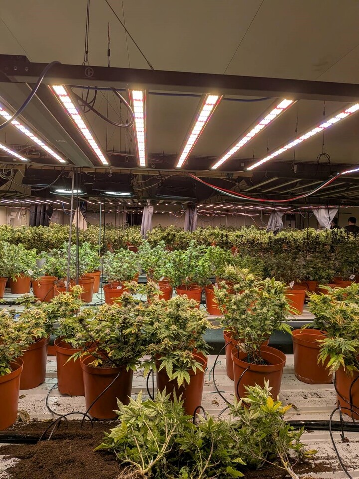 調查局破獲臺法共組鉅量大麻工廠　赴機場及時攔阻法籍共犯潛逃出境黑市價值逾6億元