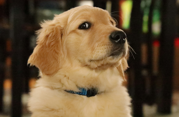 女子裸睡遭愛犬「騎乘」嚇壞，擔憂懷孕！動物醫院專業解析