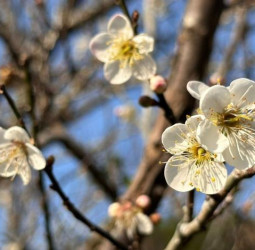 「梅」你不行的冬季必訪臺南楠西！漫步山林賞梅、甜蜜採果、溫暖泡湯享受慢活時光